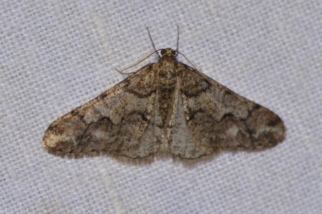 Agriopis leucophaearia - tölgy-tavasziaraszoló