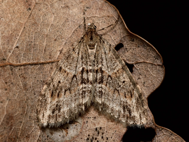Trichopteryx polycommata - kőrisfa-lebenyesaraszoló