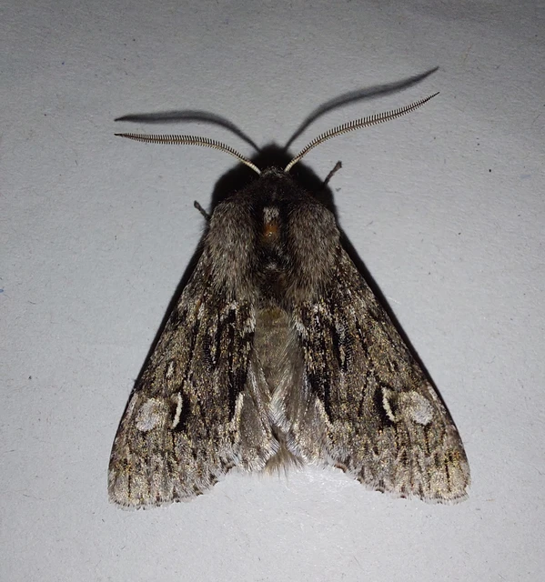 Brachionycha nubeculosa - zömök fésűsbagoly