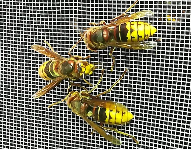 Vespa crabro - lódarázs