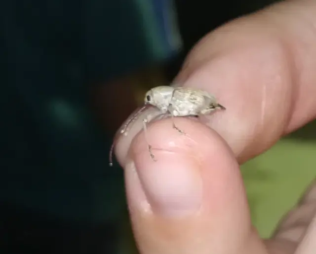 Curculio elephas - gesztenyezsuzsóka