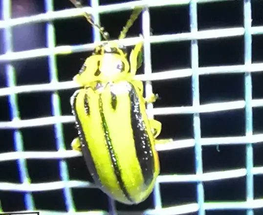Xanthogalerucella luteola - szilfa-olajosbogár