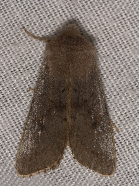 Orthosia populeti - nyárfa-barkabagoly