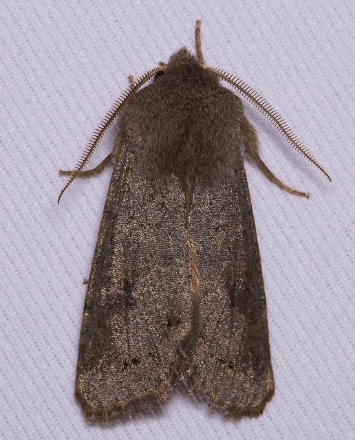 Orthosia populeti - nyárfa-barkabagoly