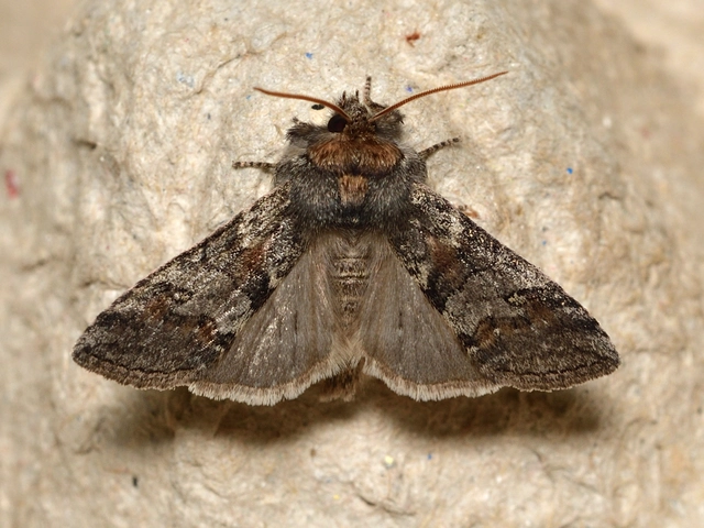 Asphalia ruficollis - vörösnyakú pihésszövő