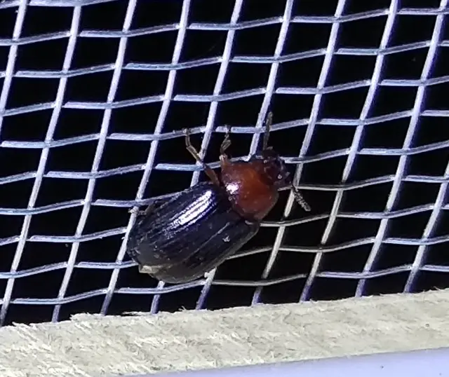 Neomida haemorrhoidalis
