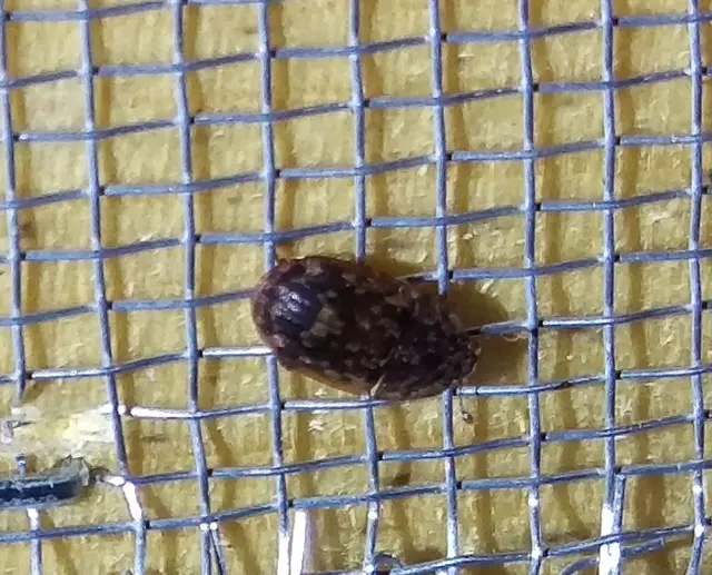 Soronia grisea - pettyegetett fénybogár