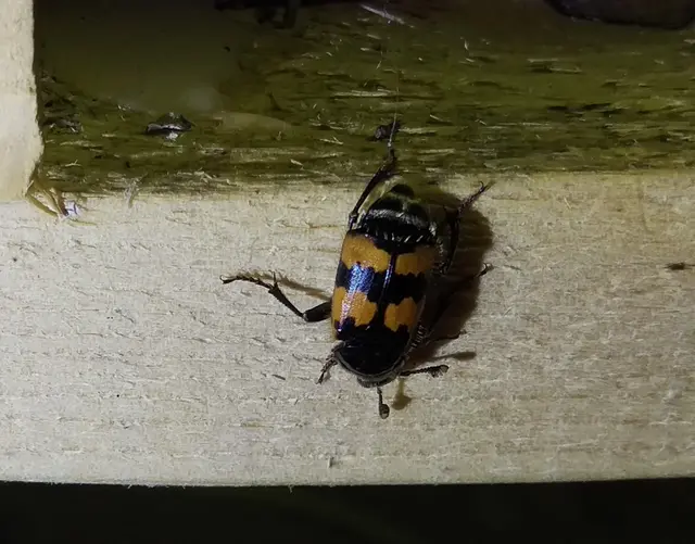 Nicrophorus vespilloides - feketecsápú temetőbogár