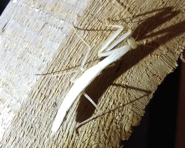 Mantis religiosa - imádkozósáska