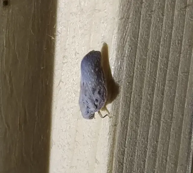 Metcalfa pruinosa - amerikai lepkekabóca
