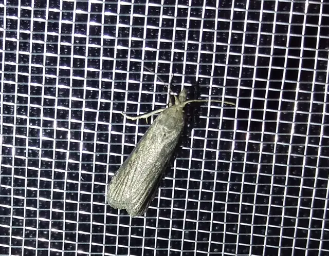 Lamoria