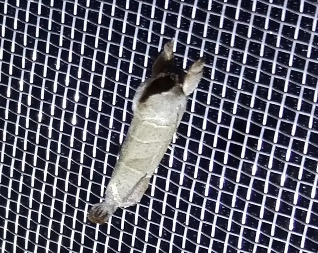 Clostera curtula - rövidszárnyú levélszövő