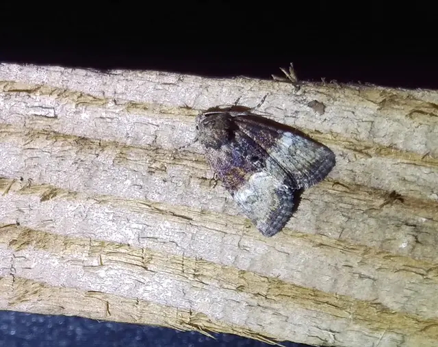 Mesoligia furuncula - kétszínű dudvabagoly