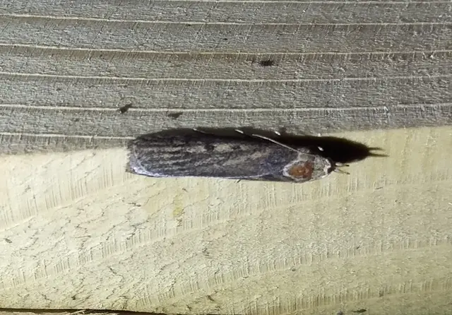 Lamoria