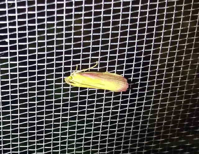 Oncocera semirubella - lucernamoly