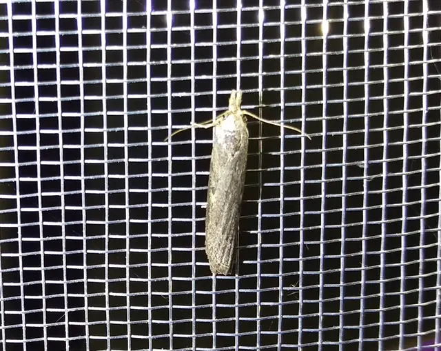 Lamoria