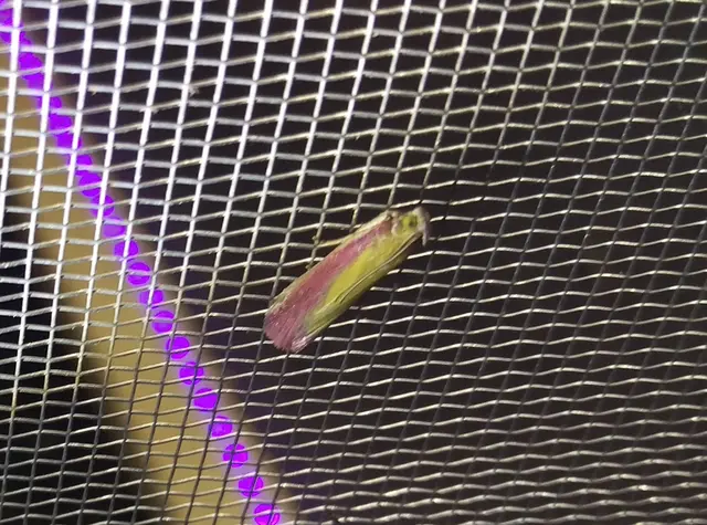 Oncocera semirubella - lucernamoly