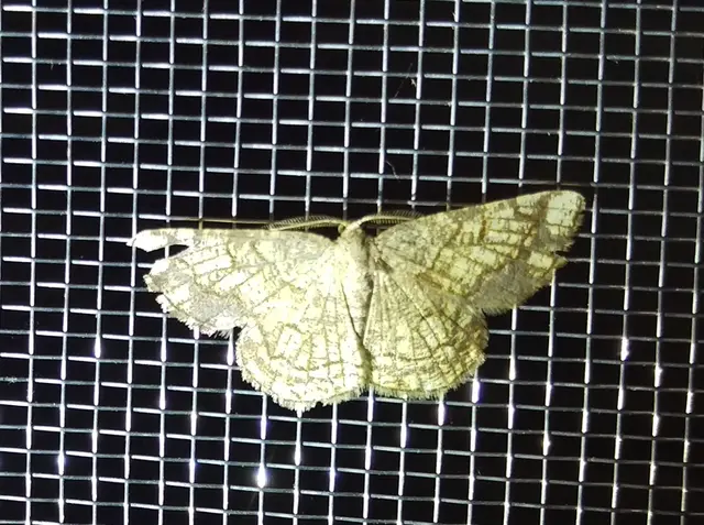 Stegania dilectaria - fehérnyár-araszoló