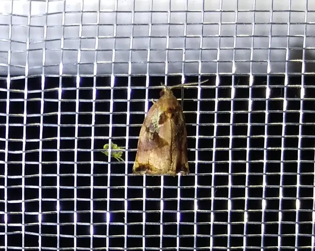 Archips podana - dudvarágó sodrómoly