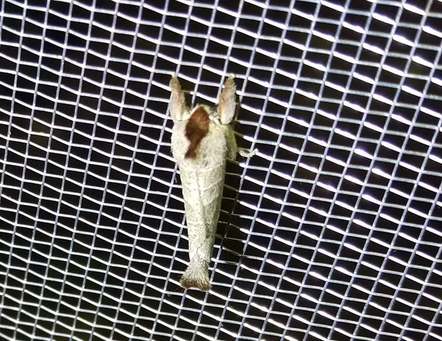 Clostera curtula - rövidszárnyú levélszövő