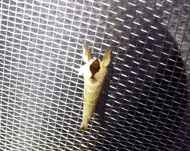 Clostera curtula - rövidszárnyú levélszövő