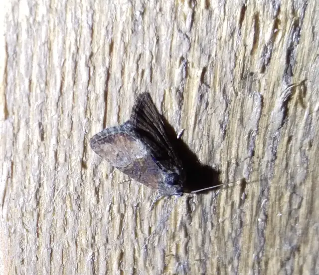 Mesoligia furuncula - kétszínű dudvabagoly