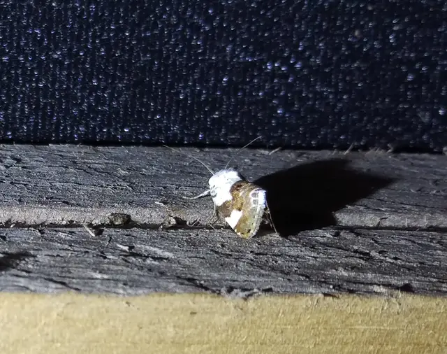Acontia lucida - fehér nappalibagoly
