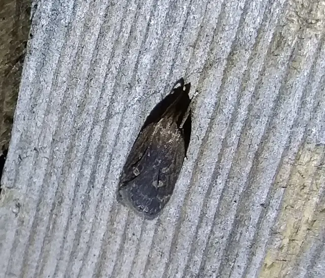 Helcystogramma