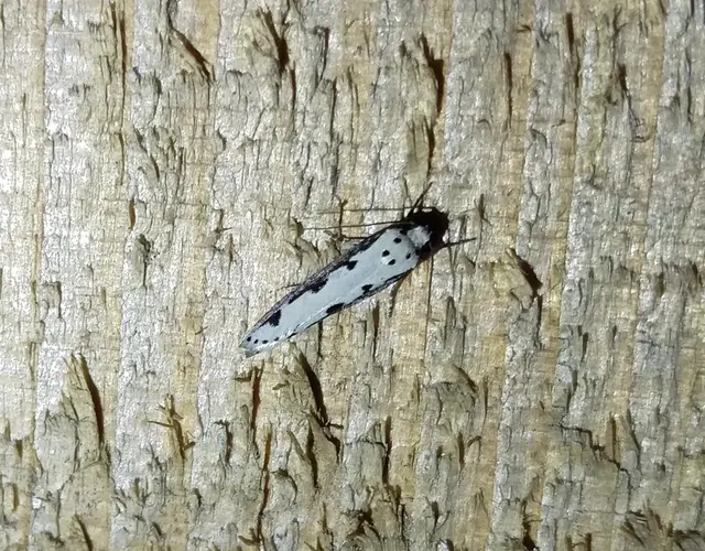 Ethmia bipunctella - kétpettyes feketemoly