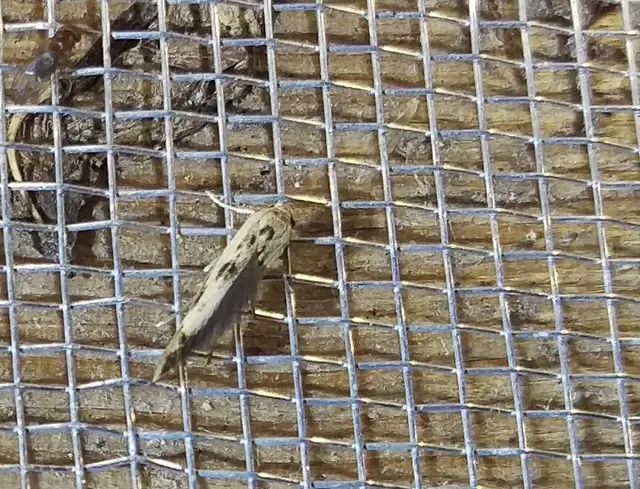Scythris limbella - parajfonó zöldmoly