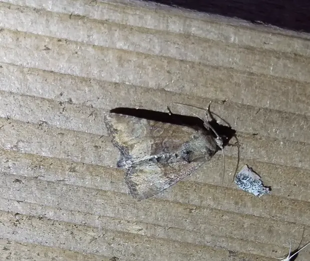 Mesoligia furuncula - kétszínű dudvabagoly
