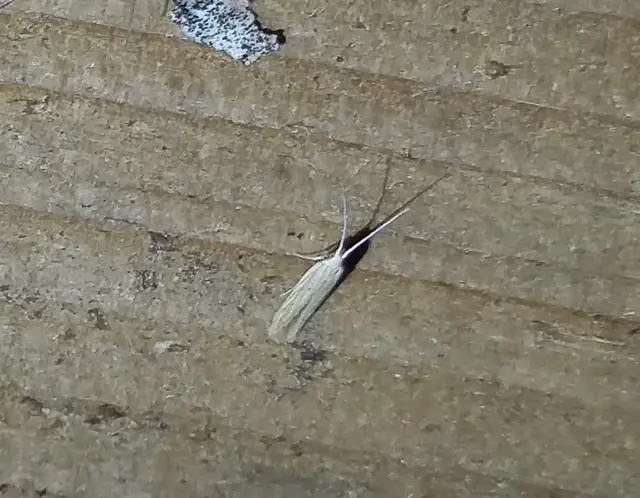 Coleophora