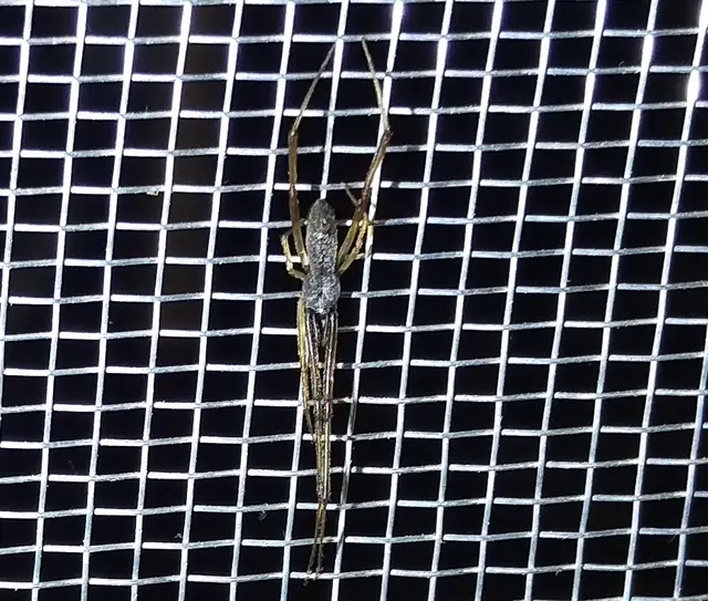 Episinus