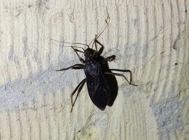 Reduvius personatus - szemetes zugpoloska