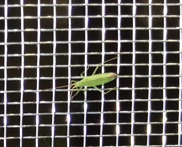 Trigonotylus