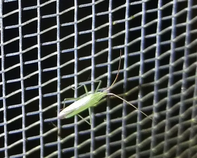 Trigonotylus