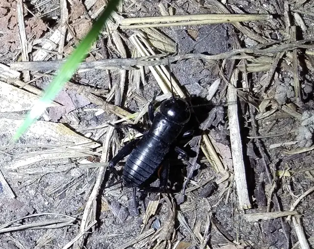 Gryllus campestris - mezei tücsök