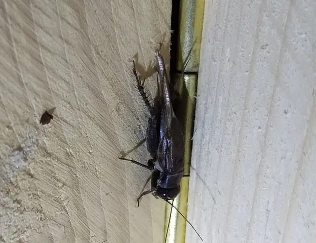 Eumodicogryllus bordigalensis - bordói tücsök