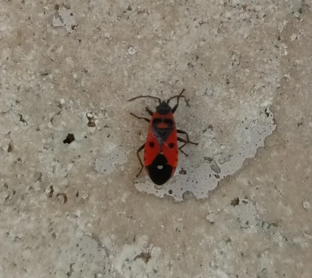 Melanocoryphus albomaculatus - nagy fehérfoltos-bodobács