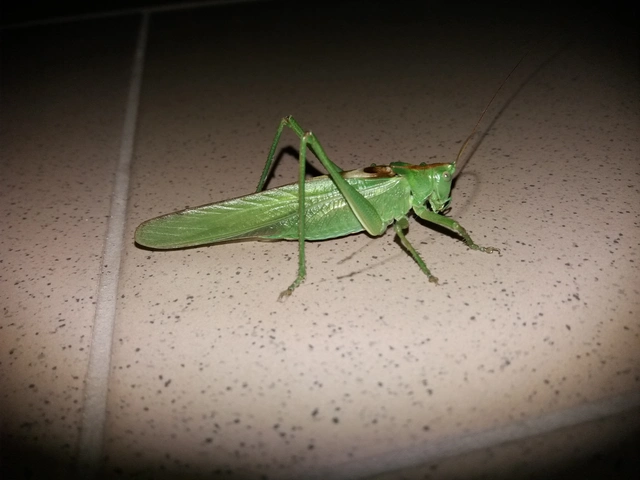 Tettigonia viridissima - zöld lombszöcske