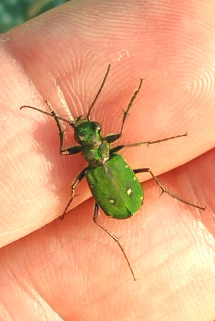 Cicindela campestris - mezei homokfutrinka