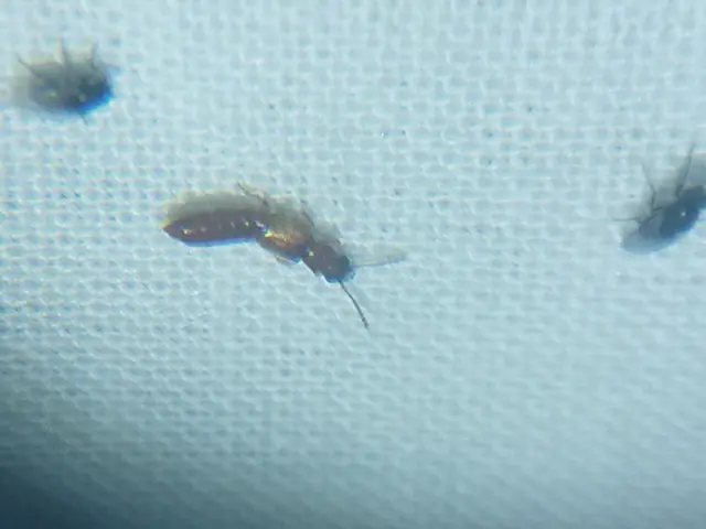 Planeustomus palpalis - kis aknászholyva
