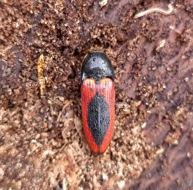 Ampedus sanguinolentus - középfoltos pattanó