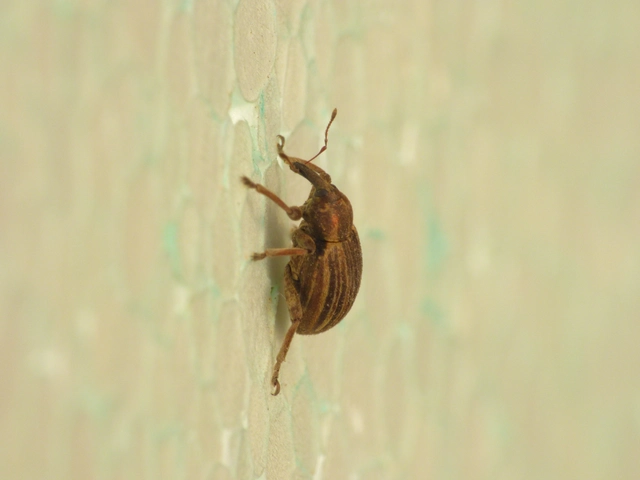 Hypera striata - sávos pikkelyesormányos