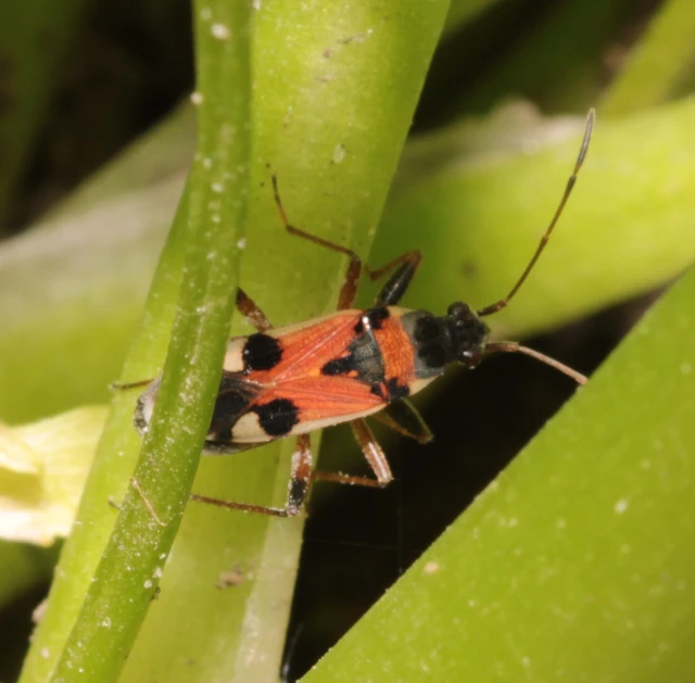 Beosus quadripunctatus - pettyes homokibodobács