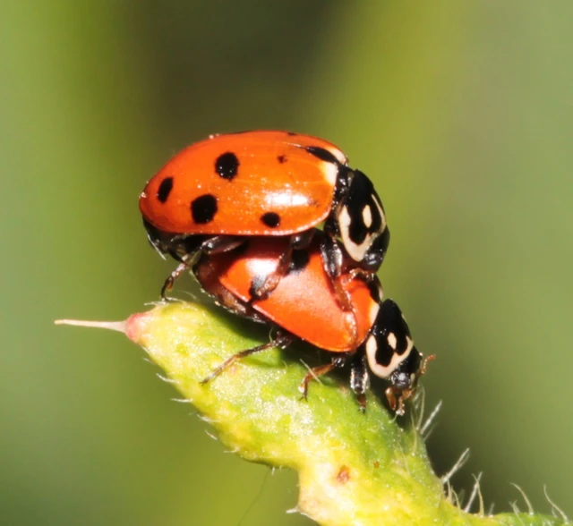 Hippodamia variegata - tizenhárompettyes katica
