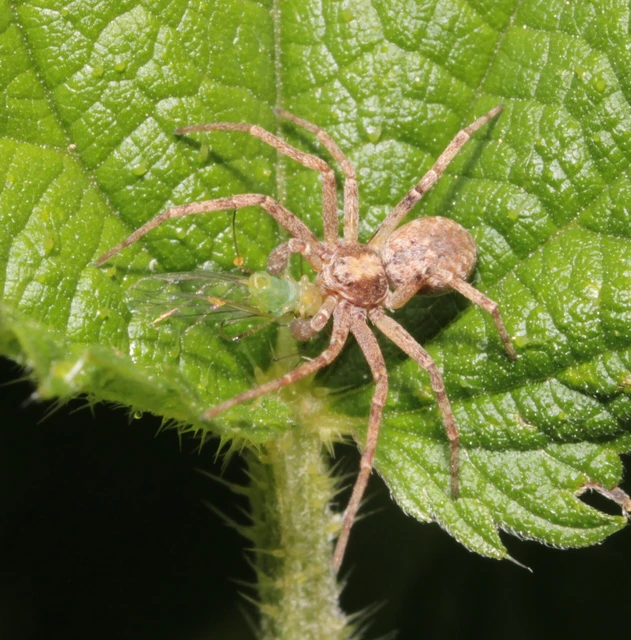 Philodromus
