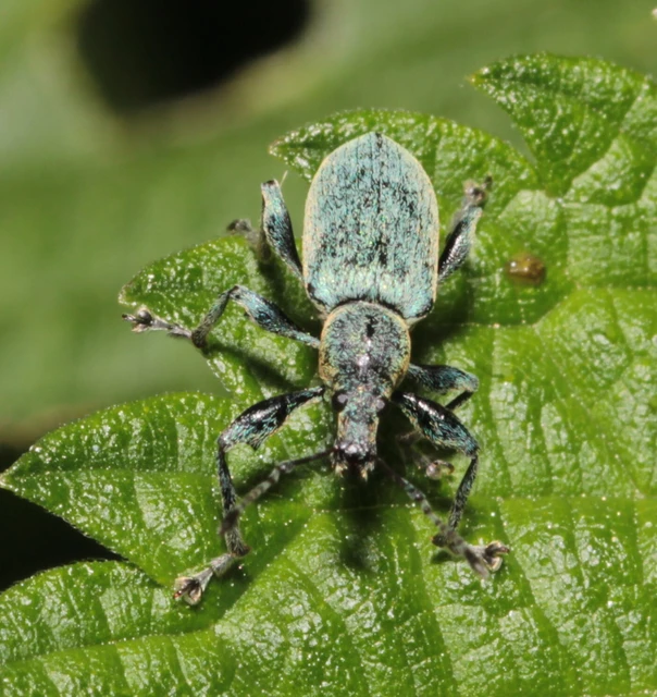 Phyllobius glaucus - éger-levélormányos Phyllobius glaucus - éger-levélormányos
