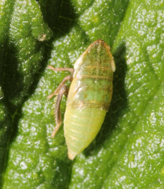 Aphrodes