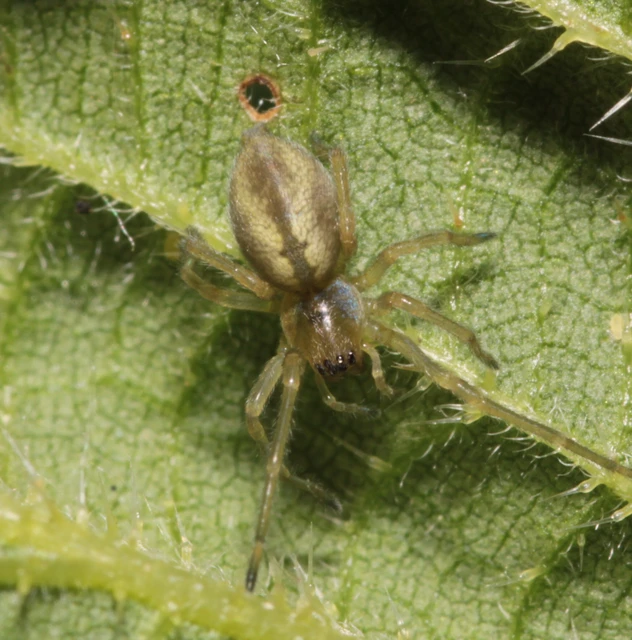 Cheiracanthium